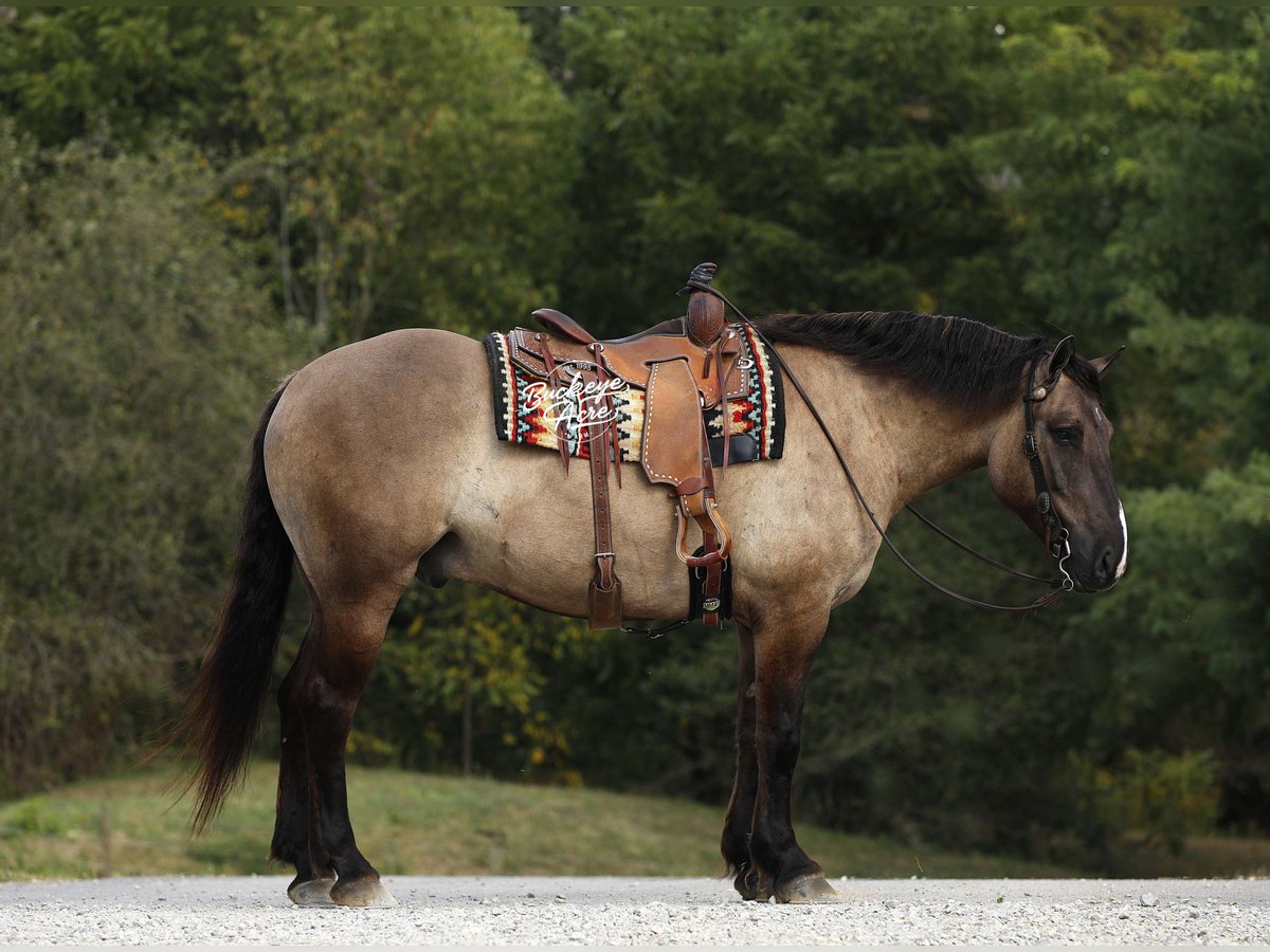 Draft Horse Mix Gelding 5 years 16,2 hh Grullo in Millersburg