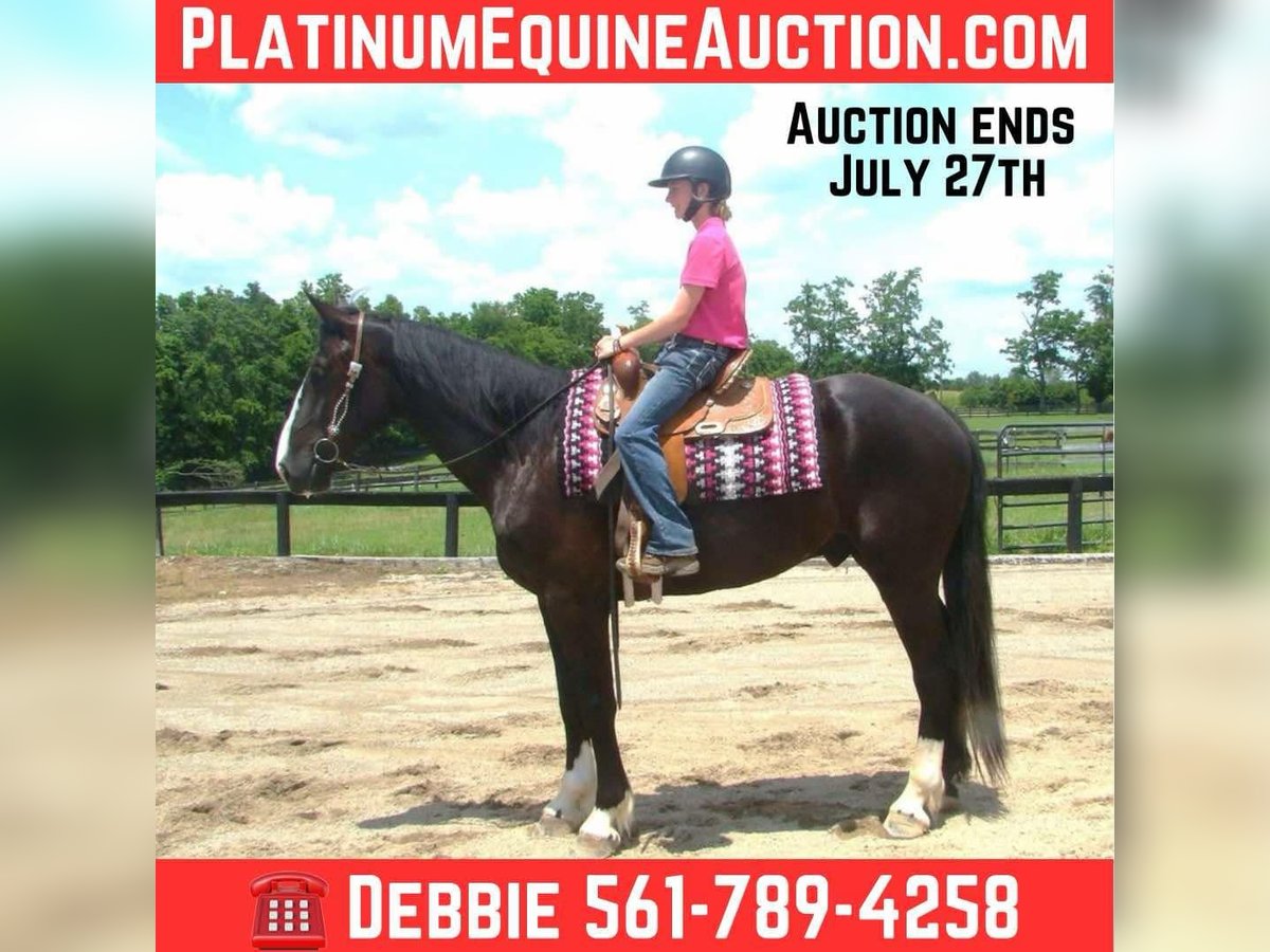 Draft Horse Gelding 5 years Tobiano-all-colors in Lexington, Ky