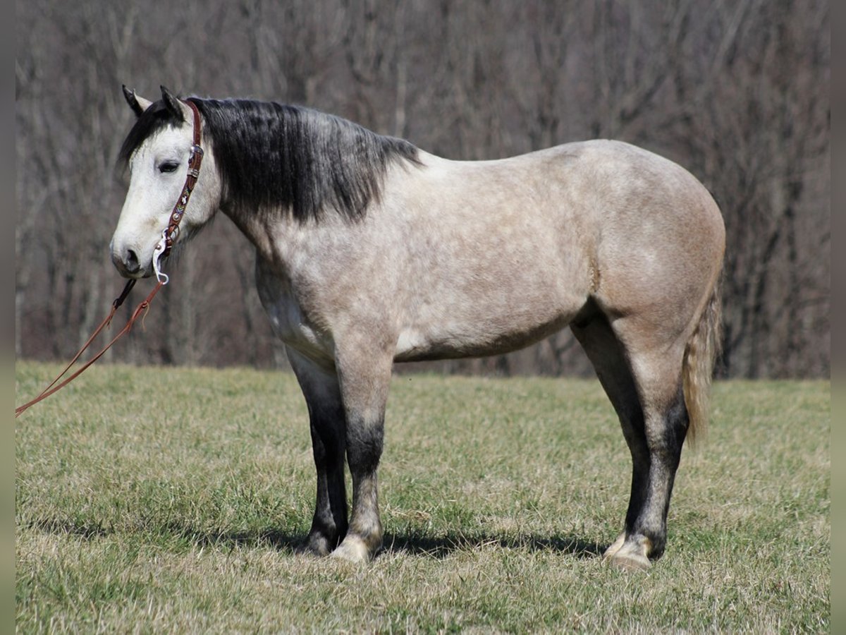 Draft Horse Gelding 6 years 15,3 hh Gray in Mount Vernon KY