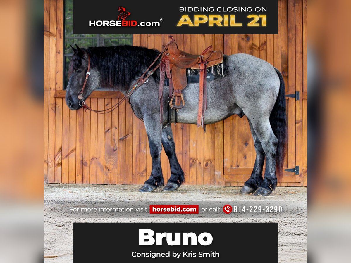 Draft Horse Mix Gelding 6 years 15,3 hh Roan-Blue in Clarion, PA