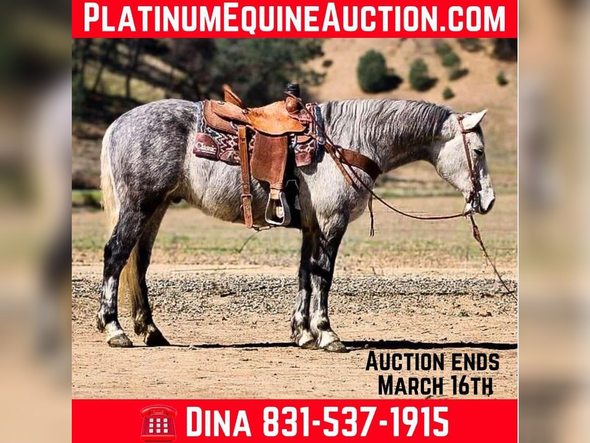 Draft Horse Gelding 6 years 15 hh Grey-Dapple in Paicines CA