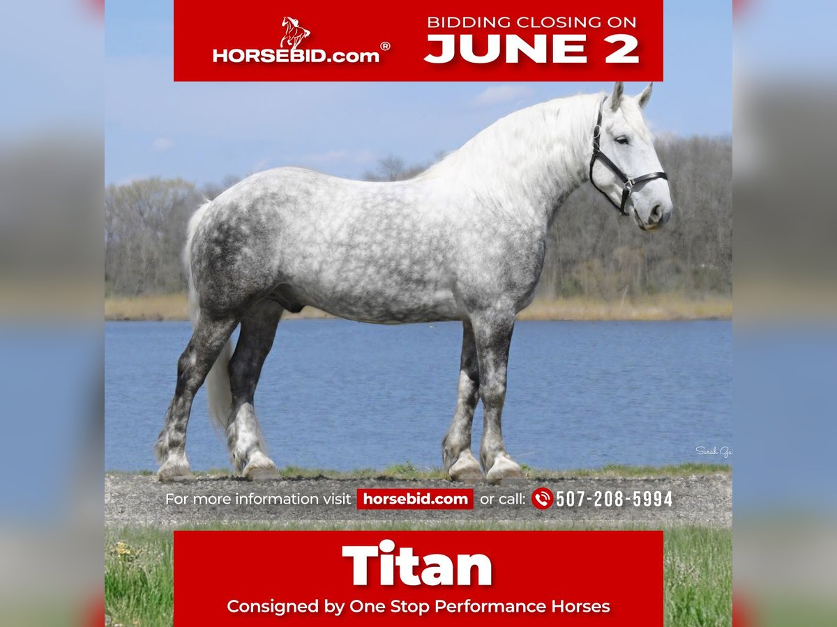 Draft Horse Mix Gelding 6 years 15,2 hh Gray-Dapple in Oelwein, IA
