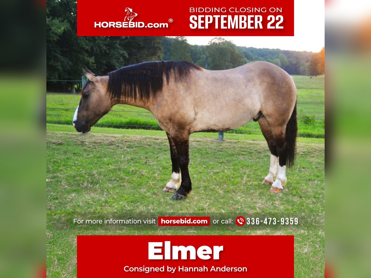 Draft Horse Mix Gelding 6 years 15,3 hh Grullo in Lexington