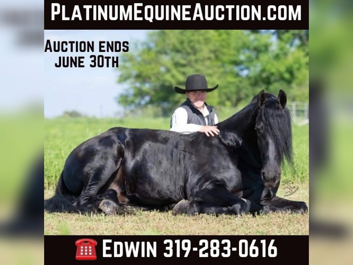 Draft Horse Gelding 6 years 16,1 hh Black in FAIRBANK, IA