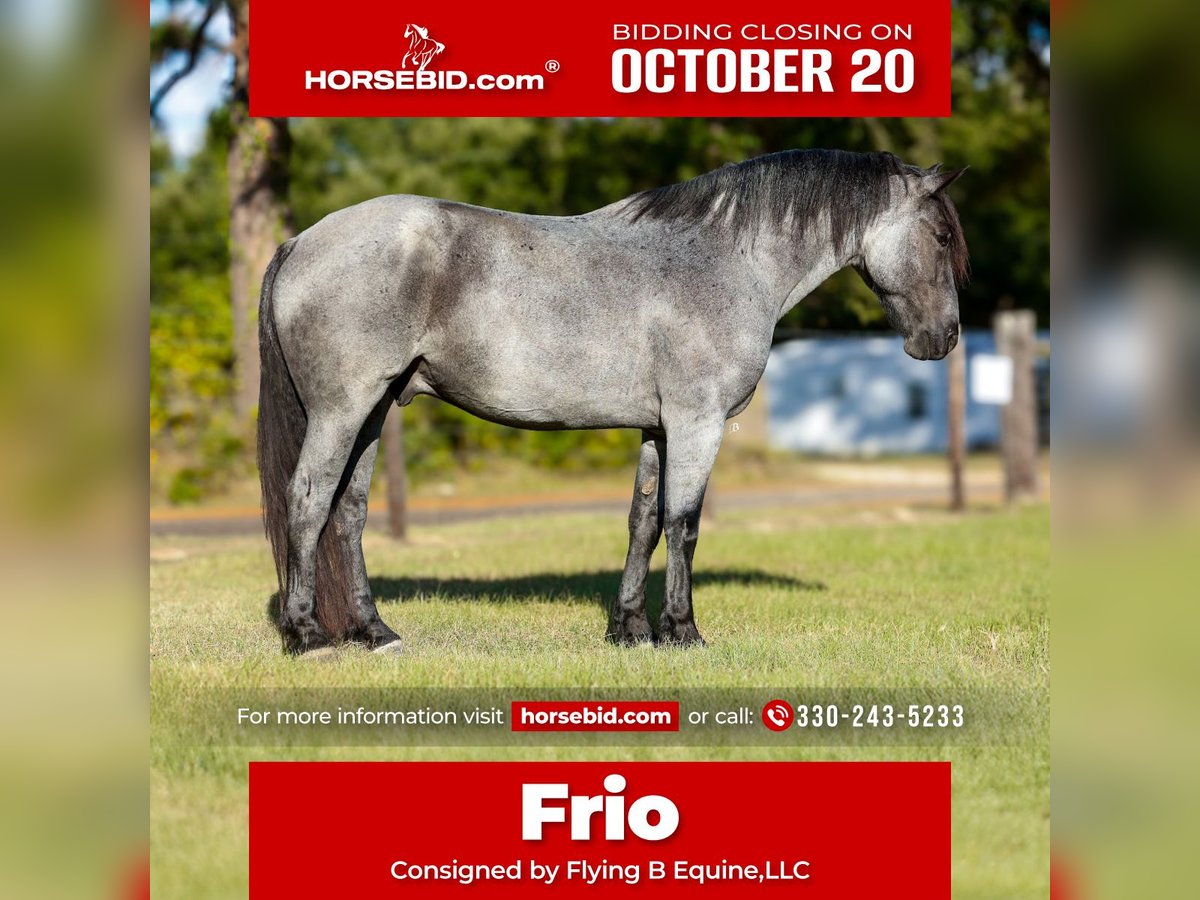 Draft Horse Mix Gelding 6 years 16,2 hh Roan-Blue in Lufkin, TX