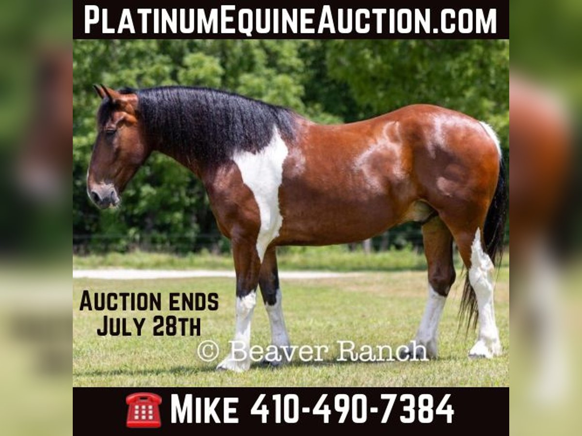 Draft Horse Gelding 6 years 16,2 hh Tobiano-all-colors in Mountain Grove MO