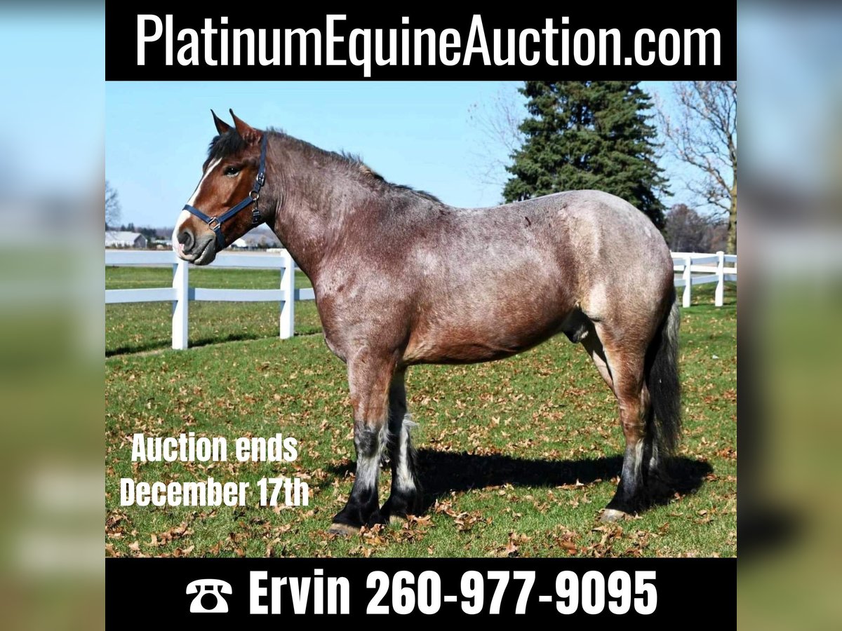 Draft Horse Gelding 6 years 16,3 hh Roan-Bay in Shipshewana IN