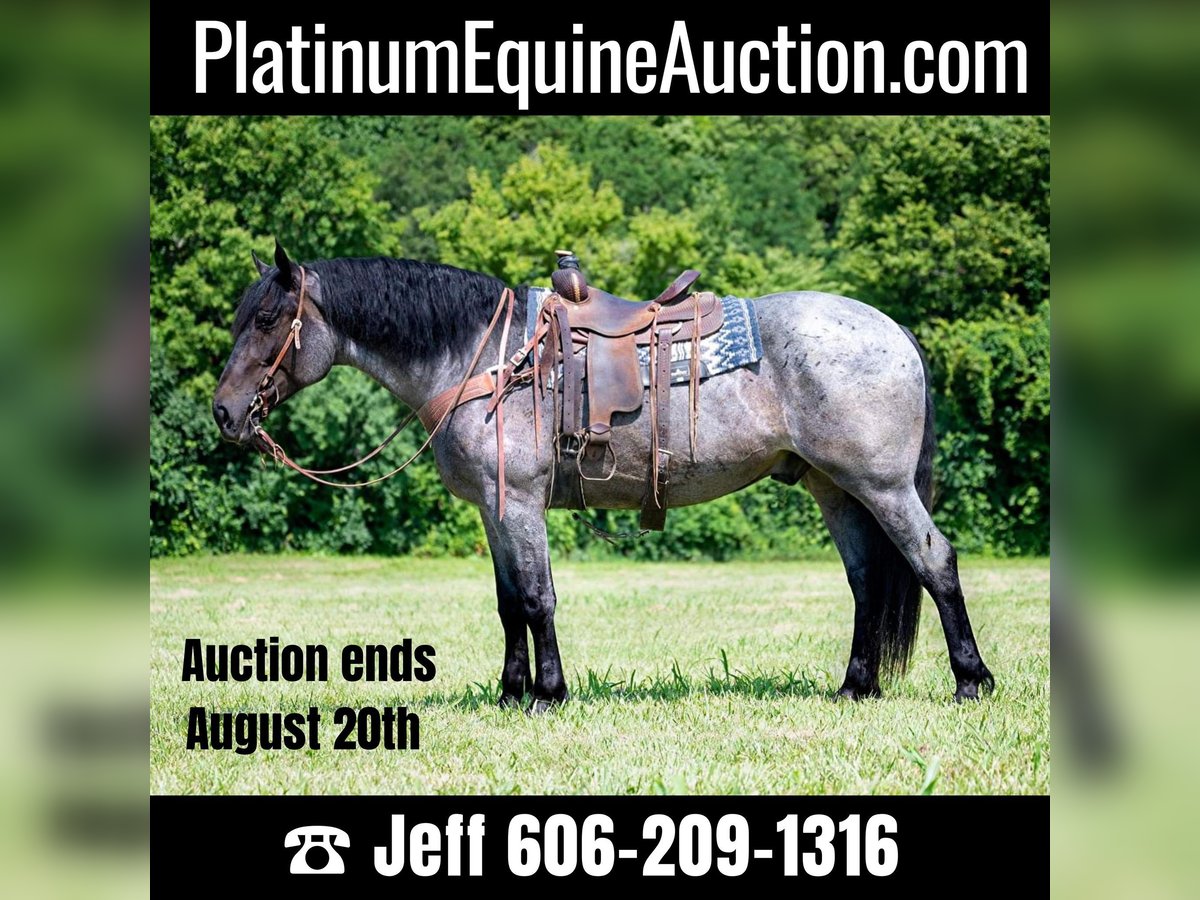 Draft Horse Gelding 6 years 16,3 hh Roan-Blue in Middletown OH