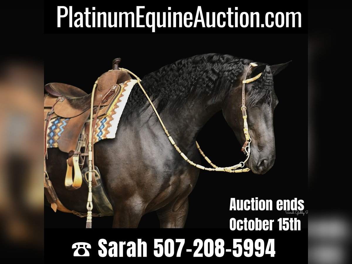 Draft Horse Gelding 6 years 16 hh Black in INDEPENDENCE, IA