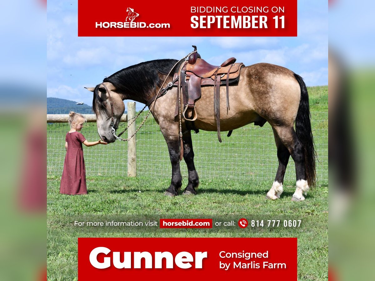 Draft Horse Mix Gelding 6 years 16 hh Buckskin in Rebersburg, PA