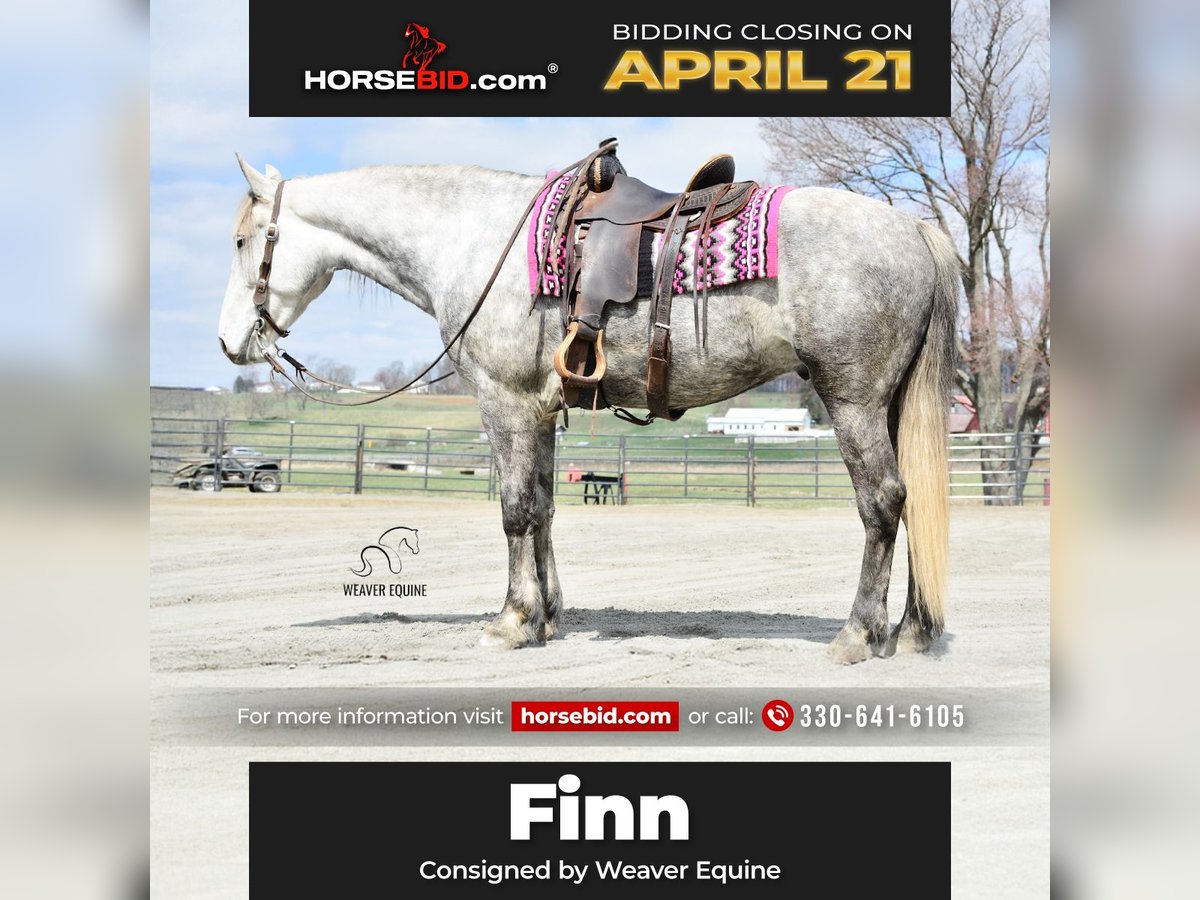 Draft Horse Mix Gelding 6 years 16 hh Grey-Dapple in Fredericksburg, OH
