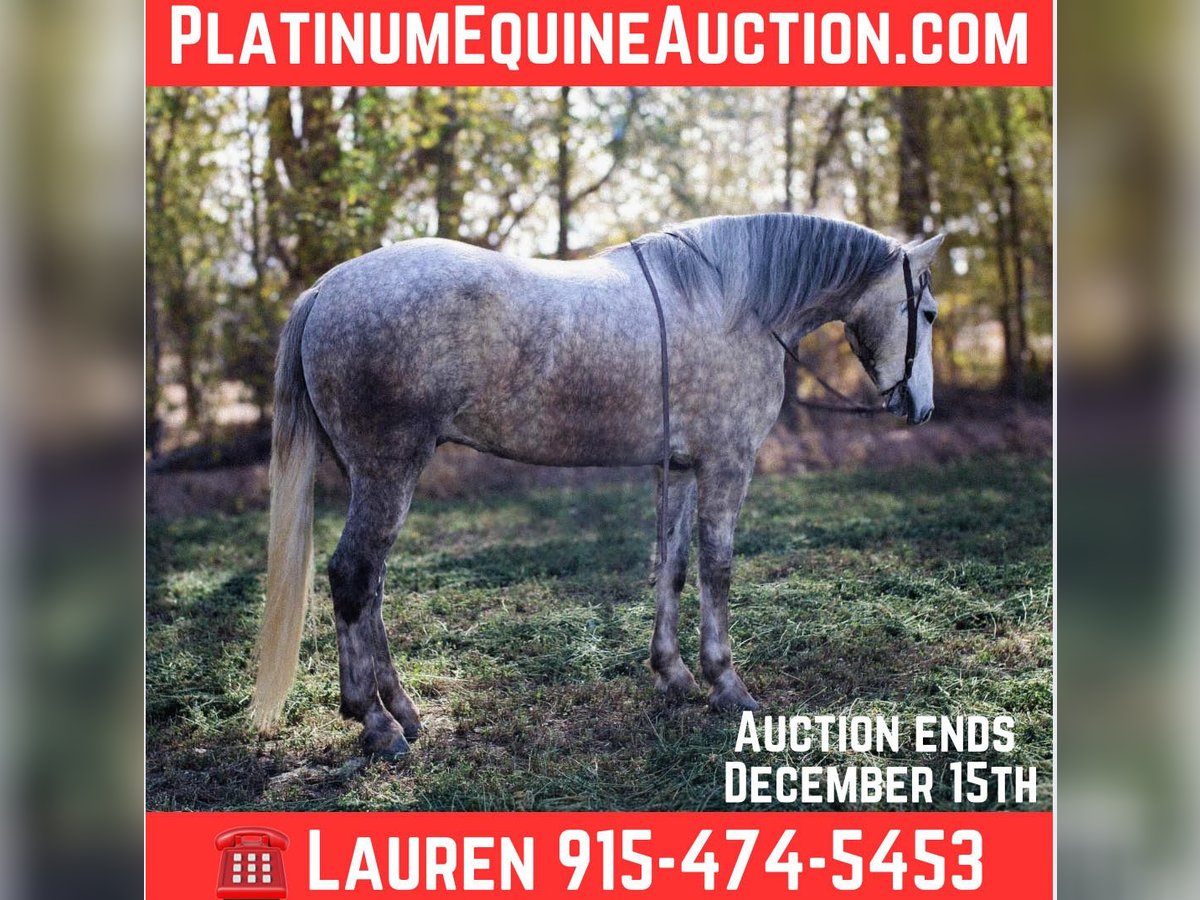 Draft Horse Gelding 6 years 16 hh Grey in El Paso Tx