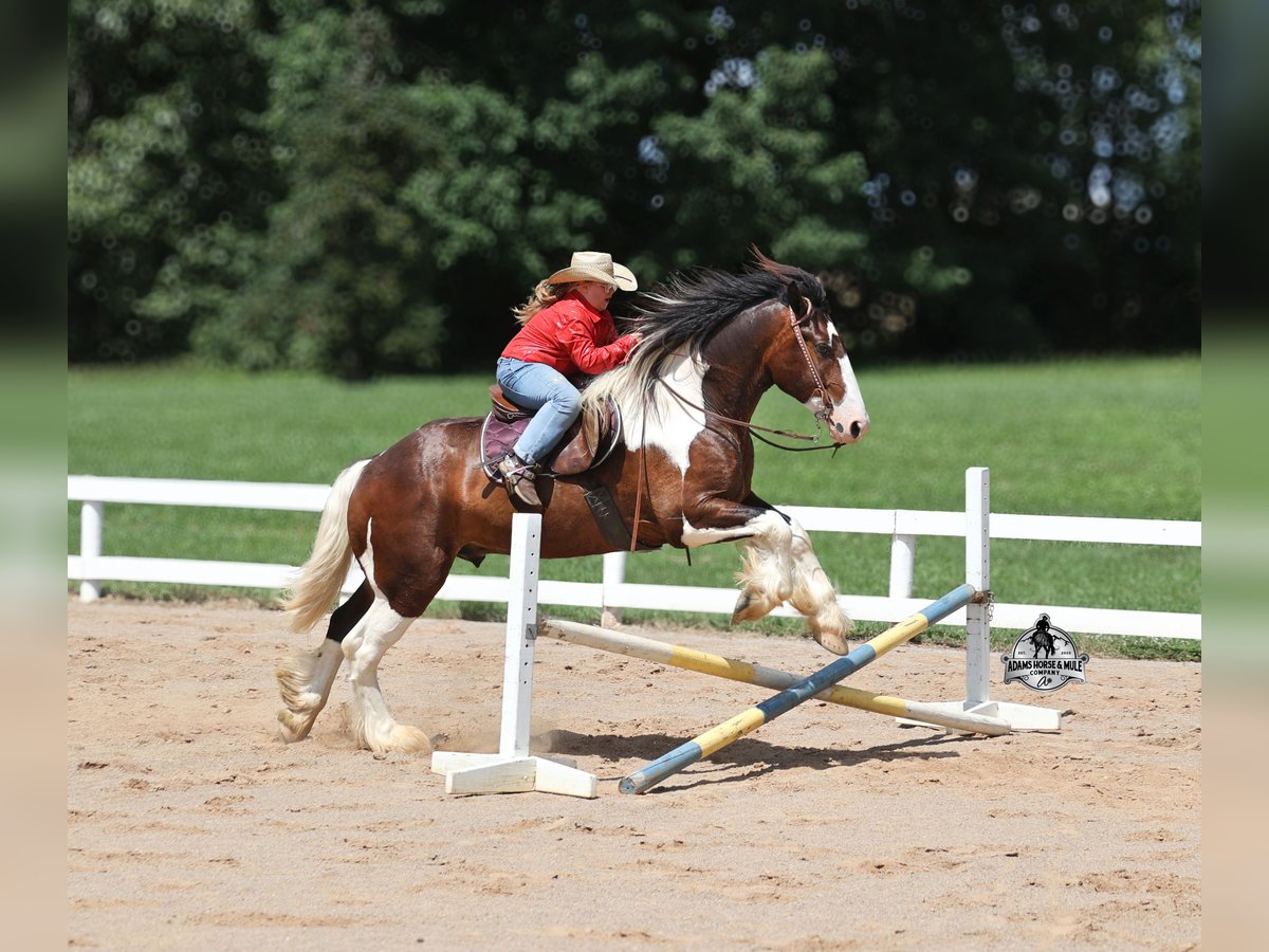 Draft Horse, Gelding in Mount Vernon