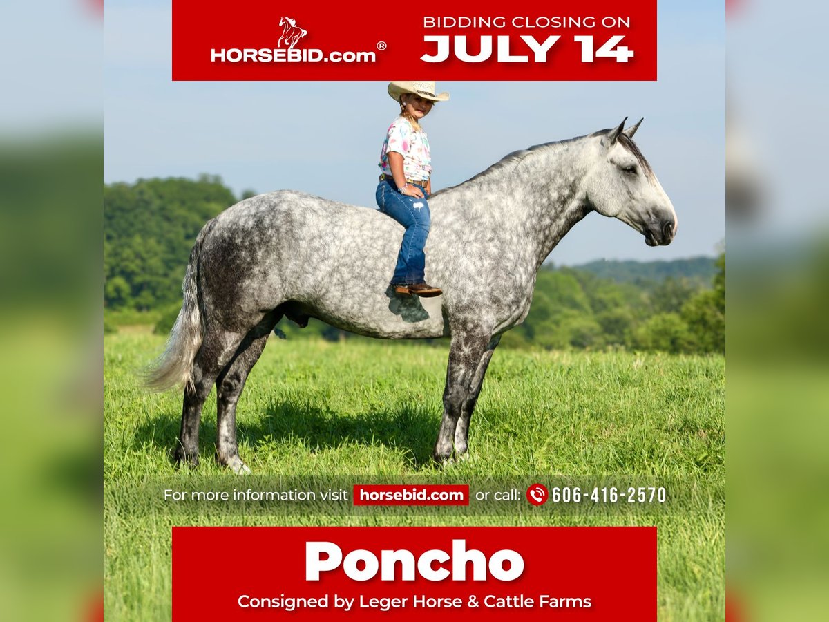 Draft Horse Mix Gelding 6 years 16,1 hh Gray-Dapple in Crab Orchard, KY