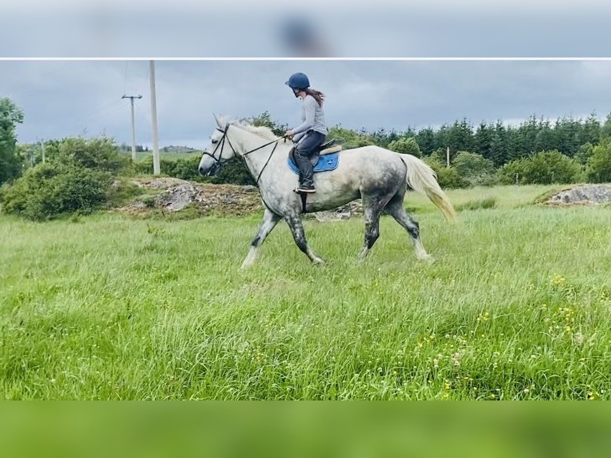 Draft Horse Gelding 6 years 17 hh Gray in Sligo