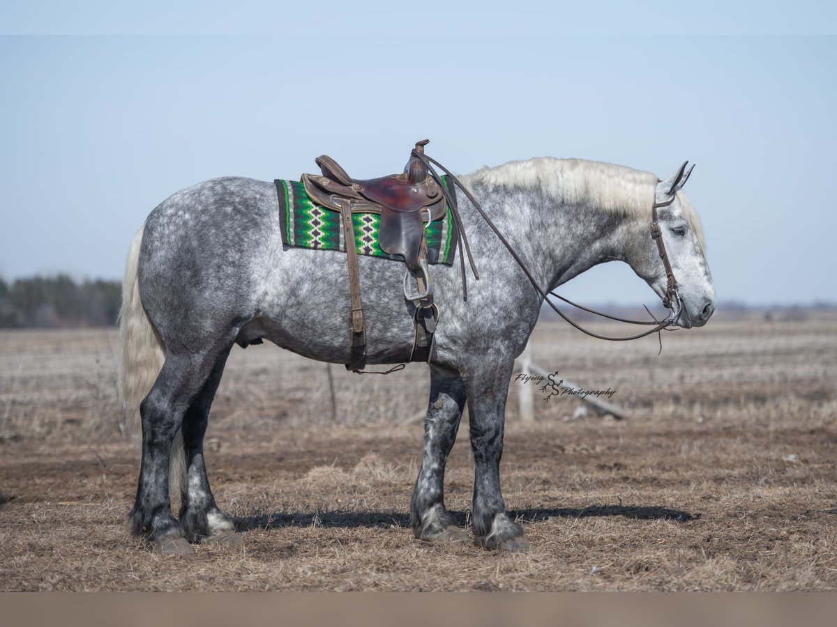 Draft Horse Gelding 6 years Grey in Fairbank IA