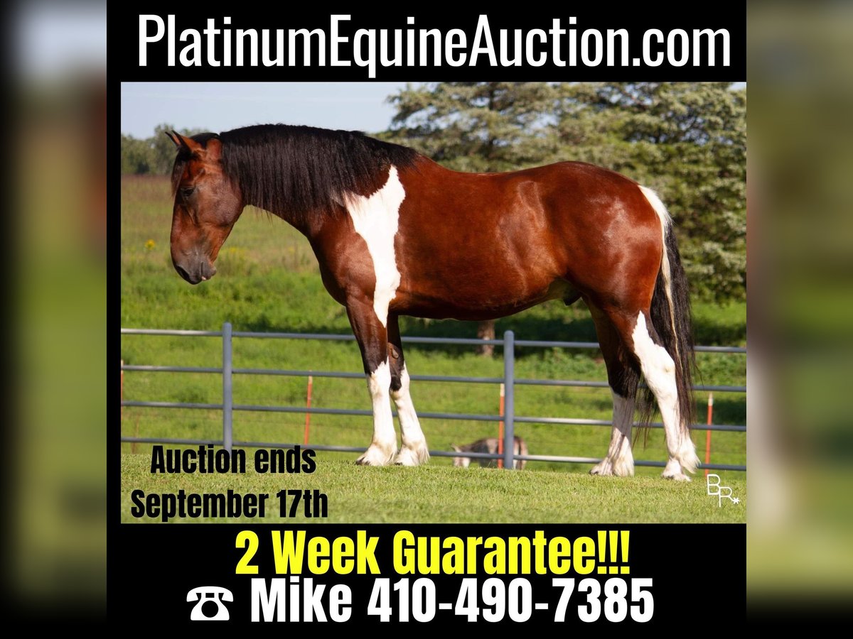 Draft Horse Gelding 6 years Tobiano-all-colors in Mountain Grove MO