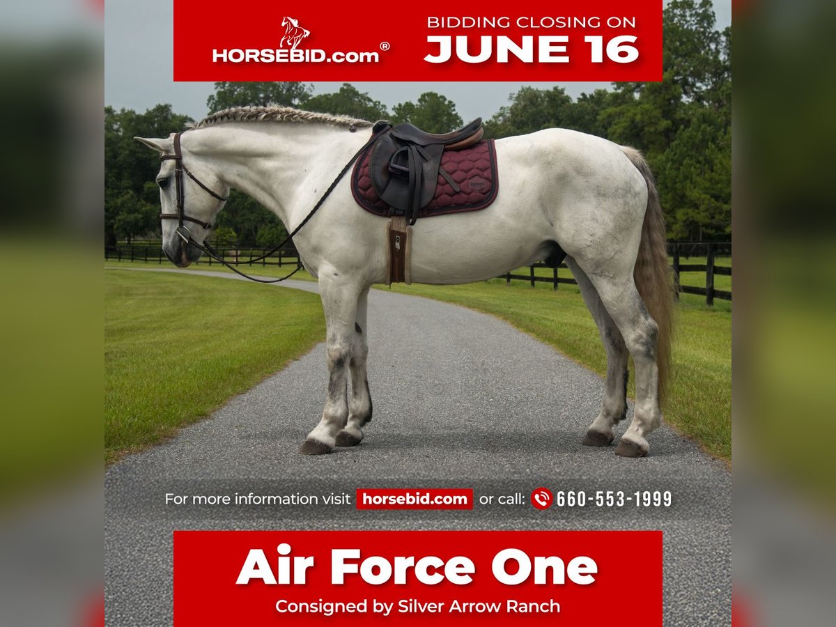 Draft Horse Mix Gelding 7 years 15,2 hh Gray in Morriston, FL