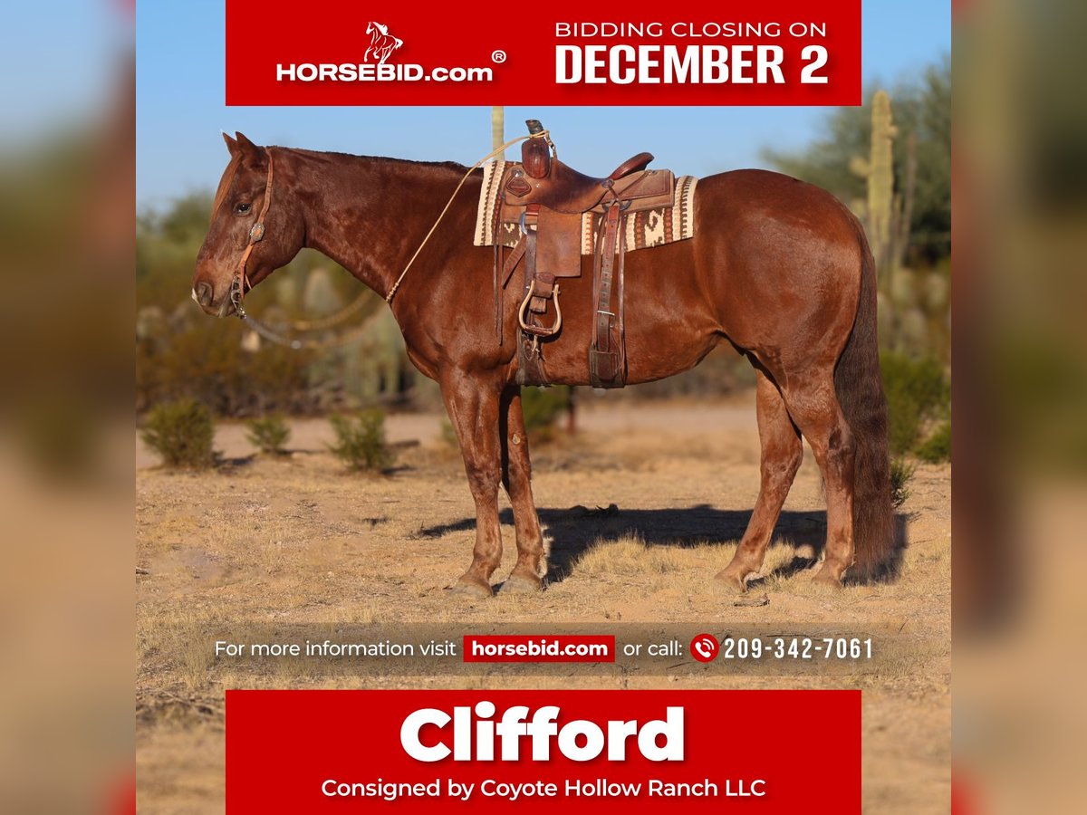 Draft Horse Mix Gelding 7 years 16,1 hh Chestnut in Waterford