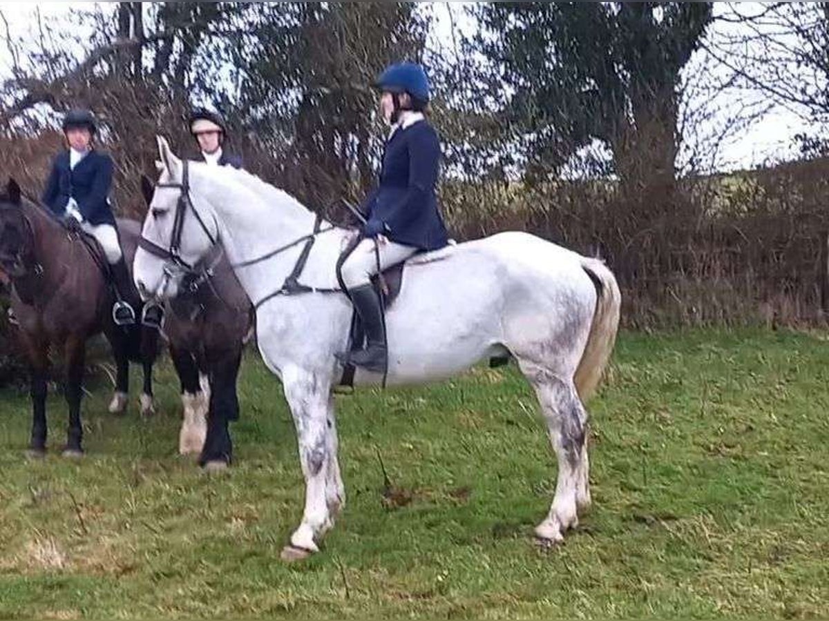 Draft Horse Gelding 7 years 16,2 hh Gray in Sligo