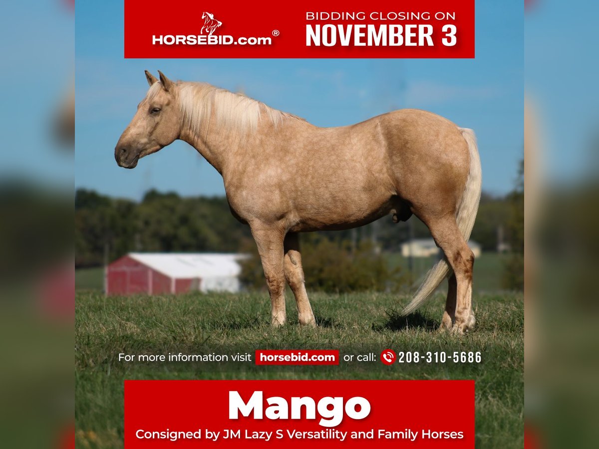 Draft Horse Mix Gelding 7 years 16,2 hh Palomino in Baxter Springs