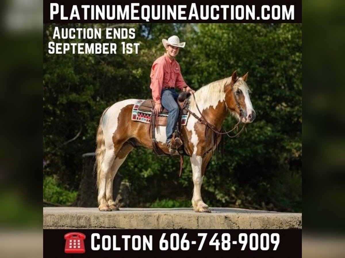 Draft Horse Gelding 7 years 16,1 hh in Ewing Ky