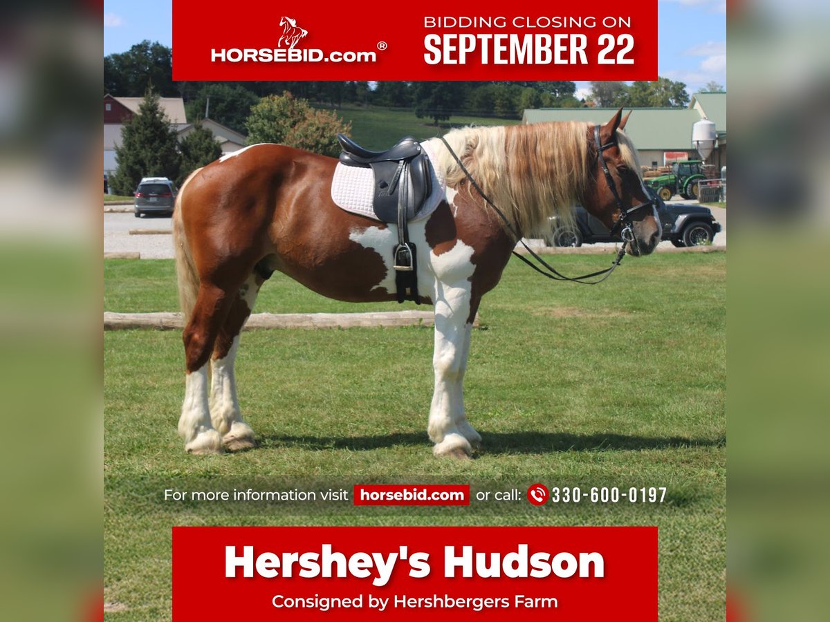 Draft Horse Mix Gelding 7 years 17,3 hh Pinto in Millersburg