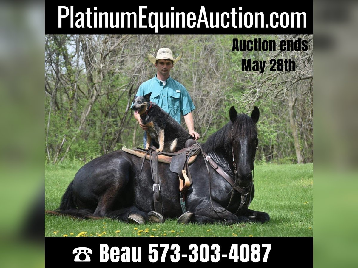 Draft Horse Gelding 7 years Black in Sweet springs MO