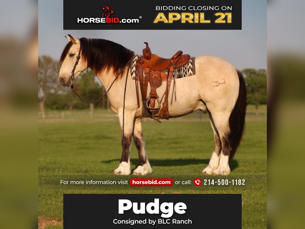 Draft Horse Gelding 8 years 15,1 hh Buckskin in Grand Saline, TX