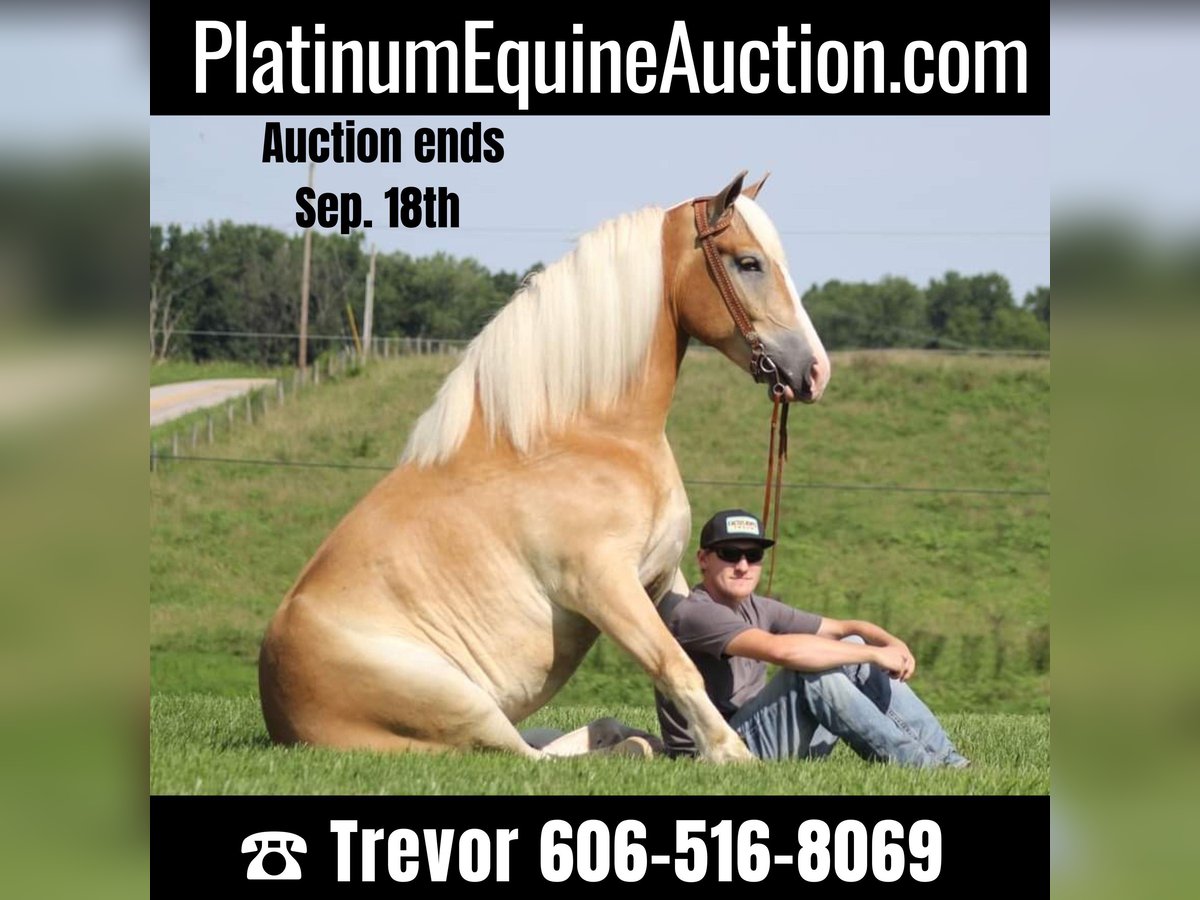 Draft Horse Gelding 8 years 15,1 hh Palomino in Whitley city  Ky