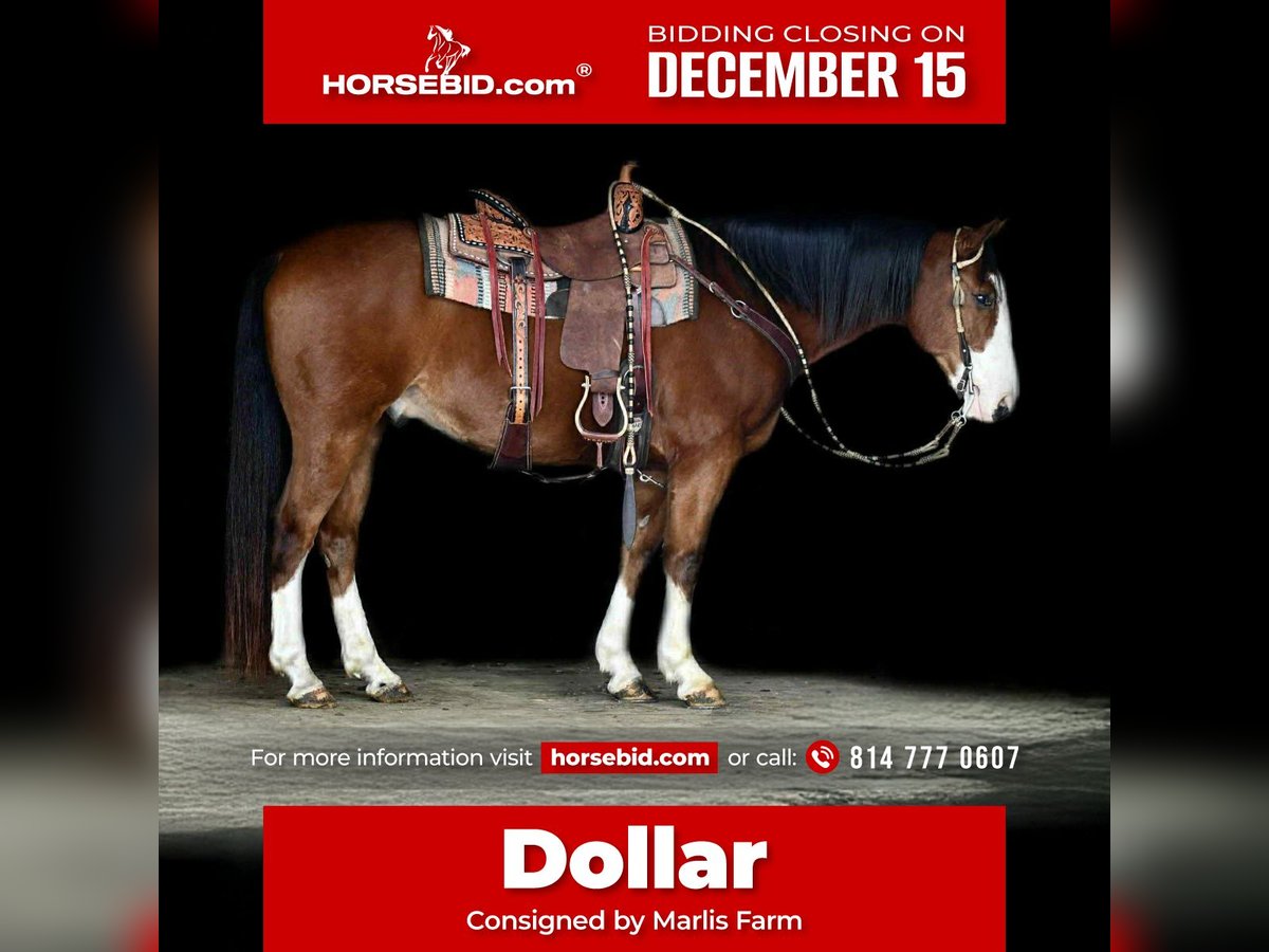 Draft Horse Mix Gelding 8 years 15,1 hh Bay in Rebersburg