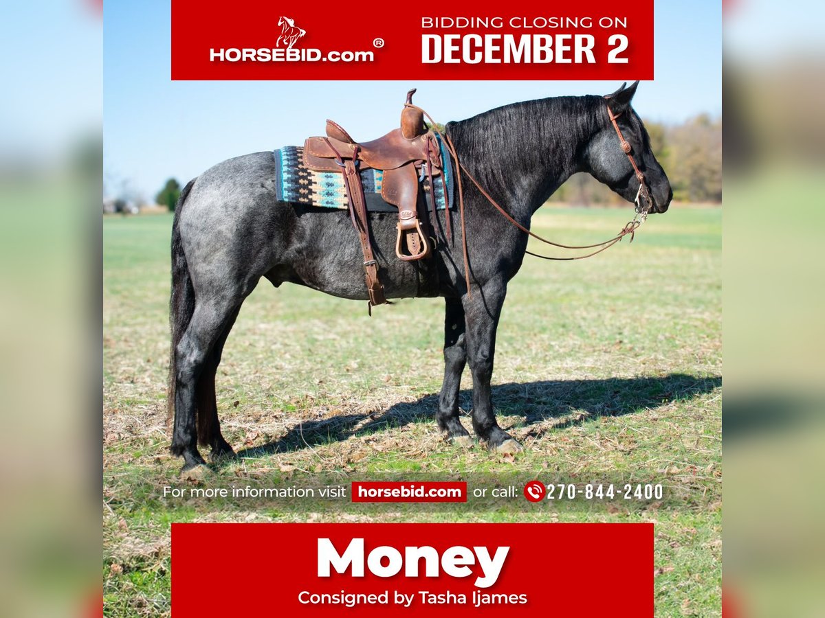 Draft Horse Mix Gelding 8 years 16 hh Roan-Blue in Henderson, KY