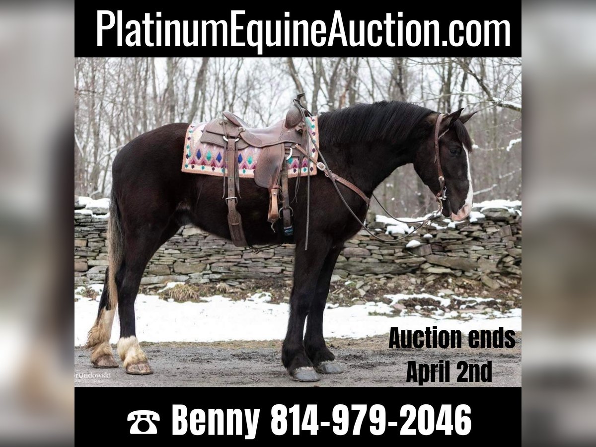 Draft Horse Gelding 8 years Black in Everett PA