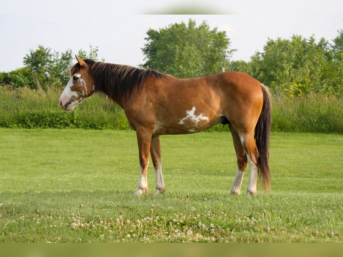 Draft Horse Gelding 9 years 14,2 hh Sabino in Atlanta