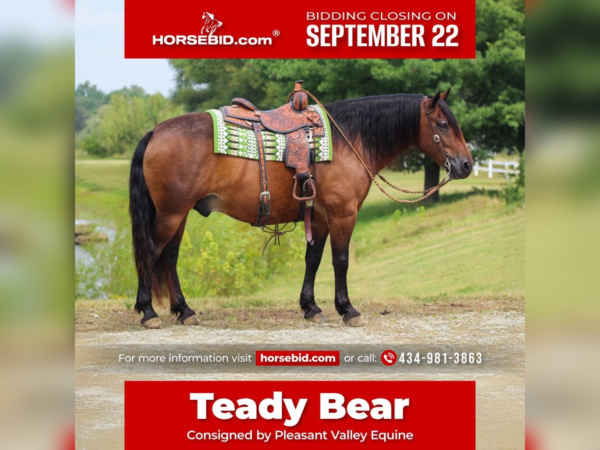 Draft Horse Mix Gelding 9 years 15,1 hh Bay in Robards