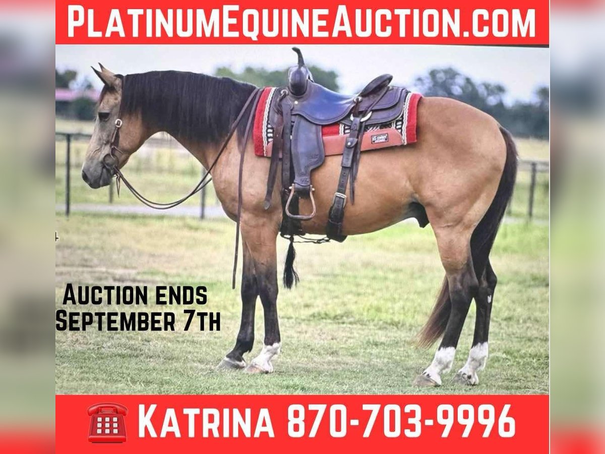 Draft Horse Gelding 9 years 15,1 hh Buckskin in Arkadelphia, AR