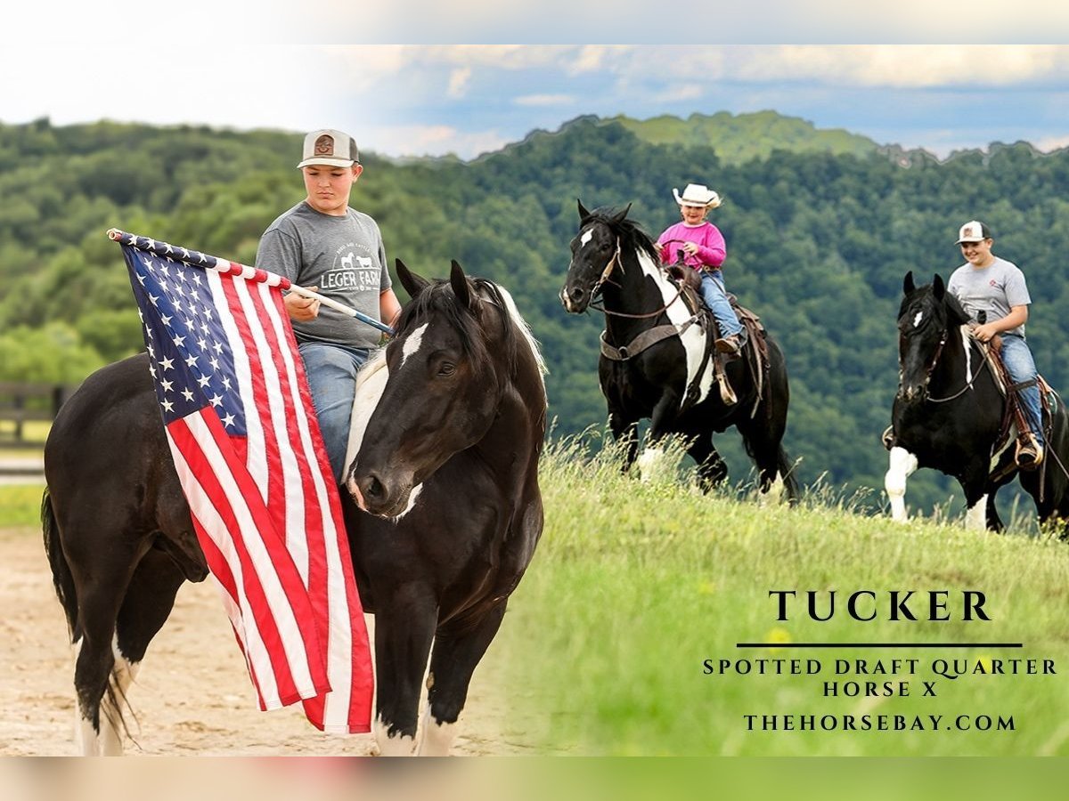 Draft Horse Mix Gelding 9 years 16 hh Tobiano-all-colors in Crab Orchard, KY