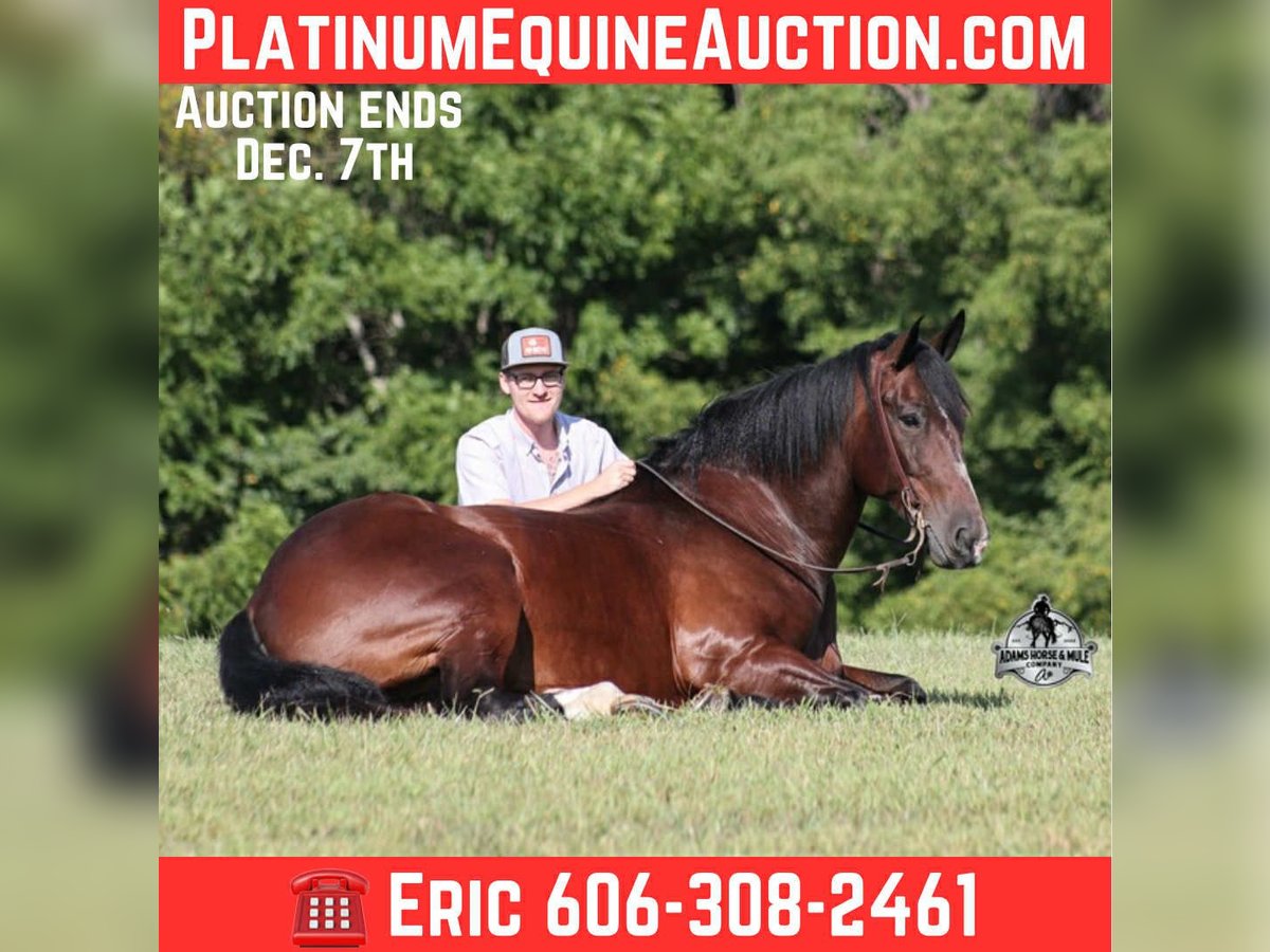 Draft Horse Gelding 9 years 16,2 hh Bay in Mount Vernon, KY