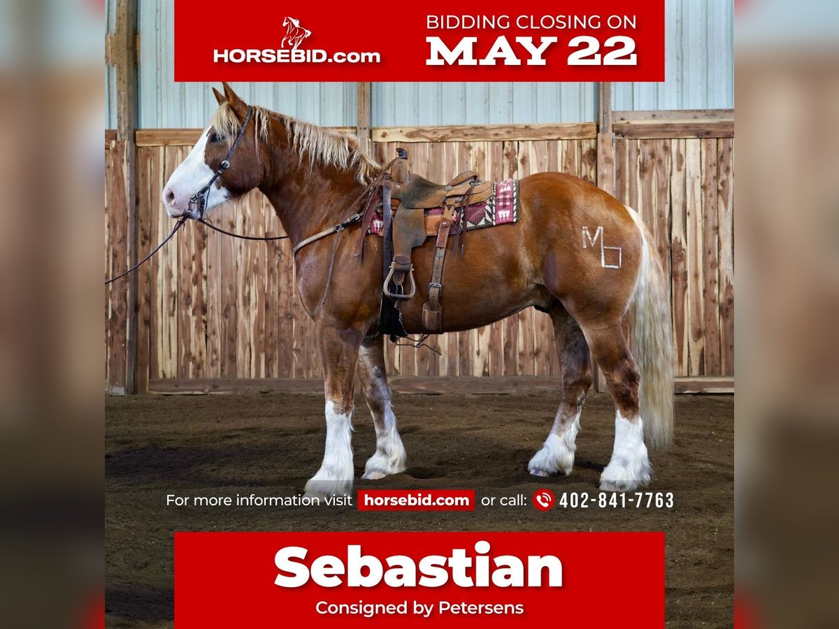 Draft Horse Gelding 9 years 18 hh Sorrel in Valley Springs, SD