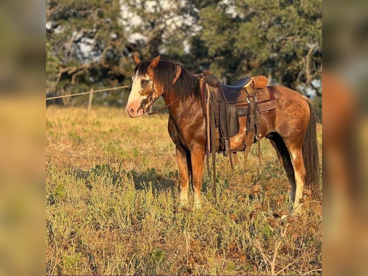 Draft Horse Gelding 9 years Sabino in Atlanta