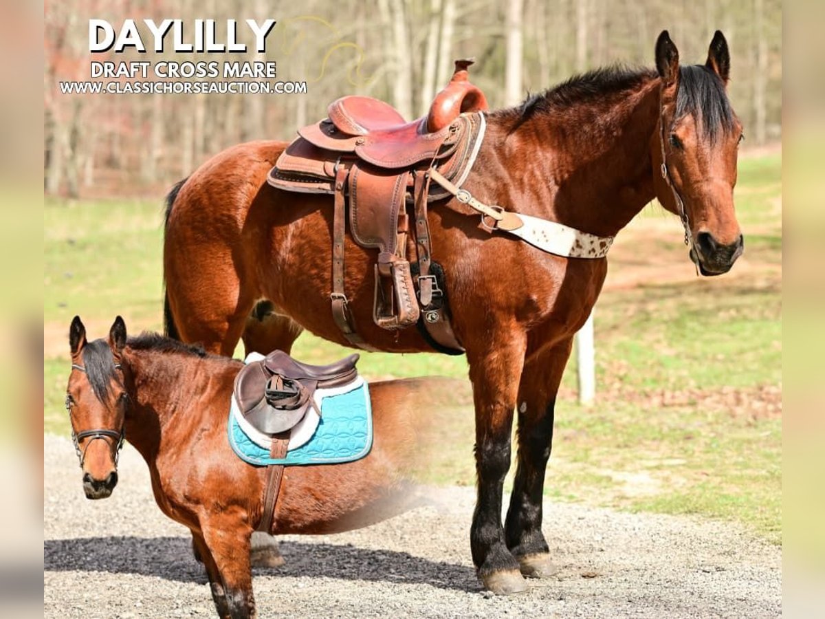 Draft Horse Giumenta 11 Anni 163 cm in Hull, GA