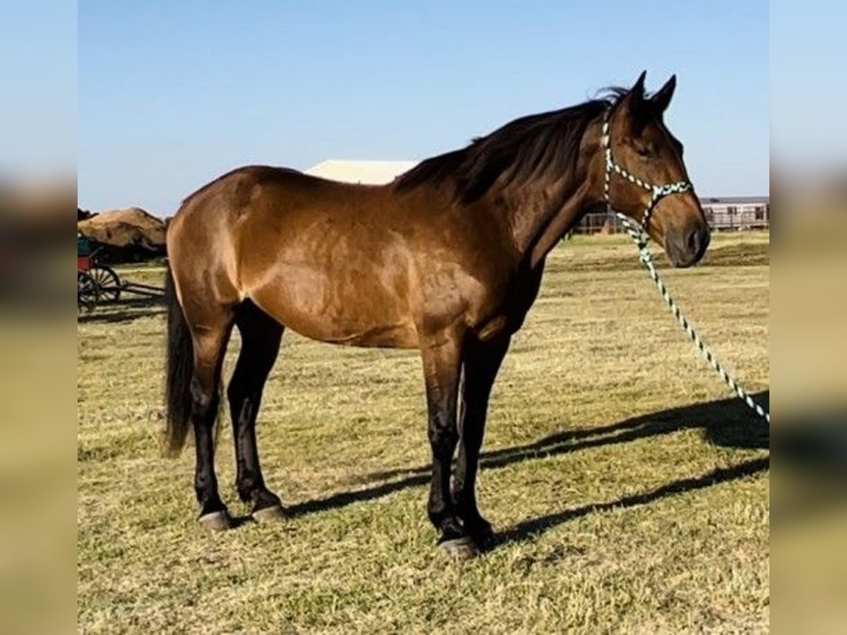 Draft Horse Mix Giumenta 16 Anni 163 cm Baio ciliegia in Durango