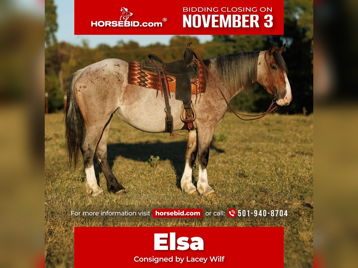 Draft Horse Mix Giumenta 4 Anni 152 cm Baio roano in Quitman Draft Horse Mix Giumenta 4 Anni 152 cm Baio roano in Quitman