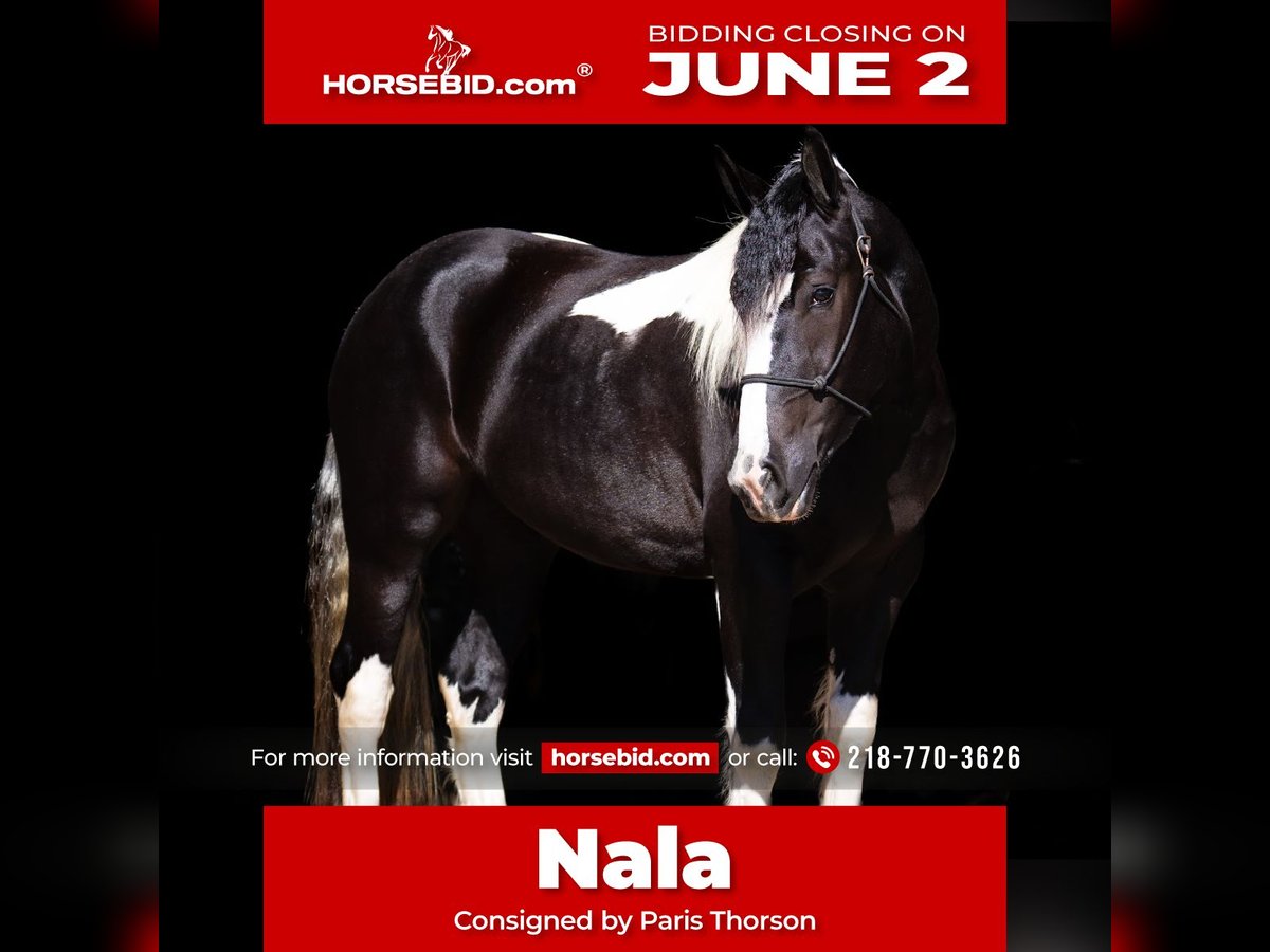 Draft Horse Mix Giumenta 4 Anni 152 cm in Nevis, MN