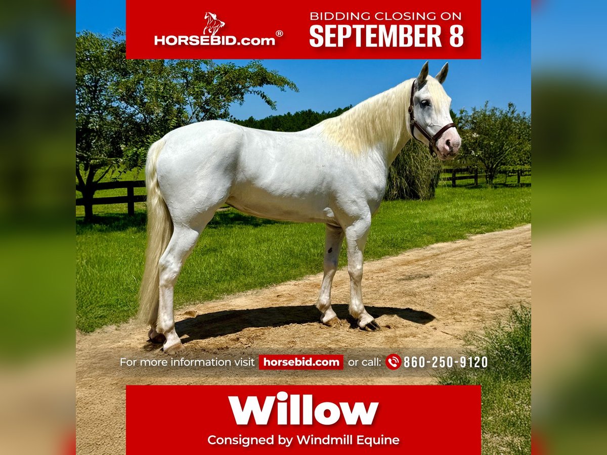 Draft Horse Mix Giumenta 6 Anni 163 cm Grigio in Johnston