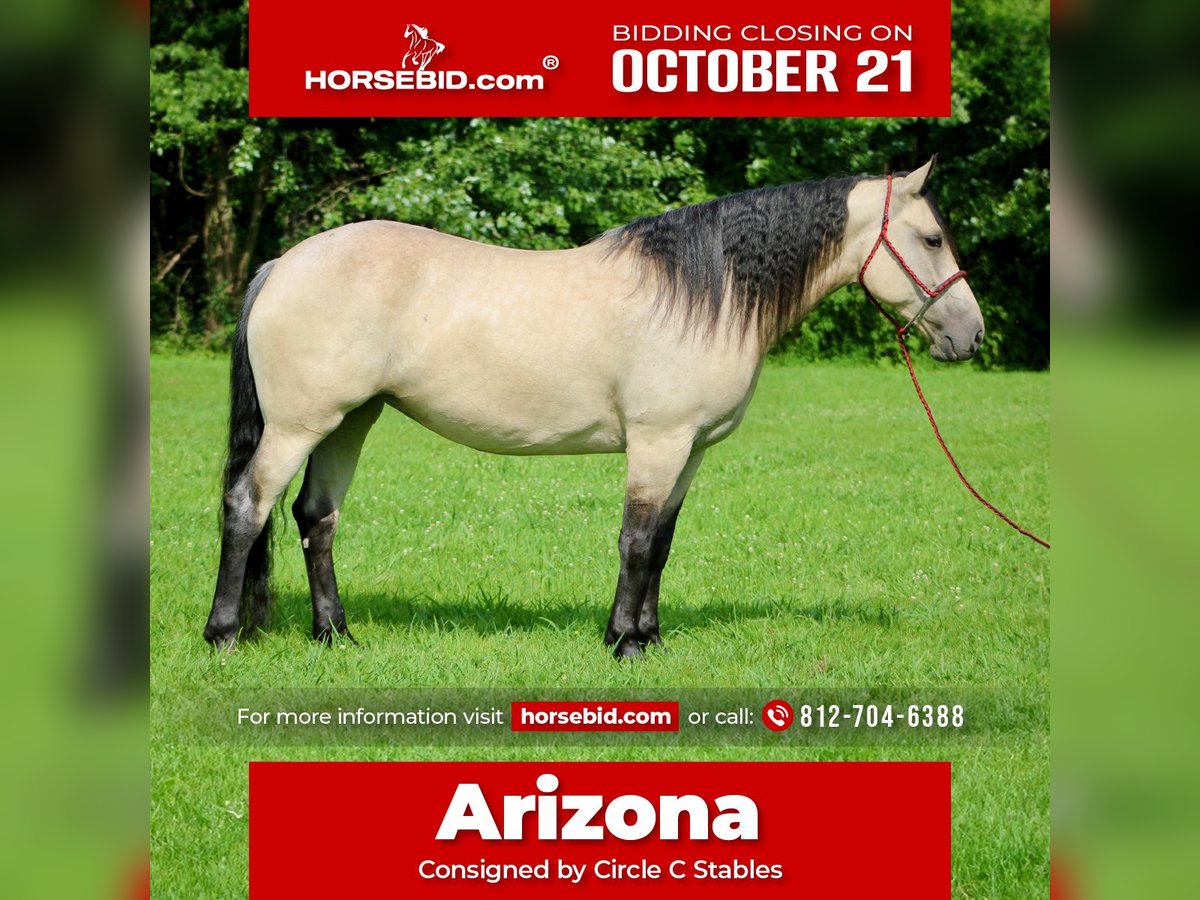 Draft Horse Mix Giumenta 7 Anni 160 cm Pelle di daino in Borden, IN