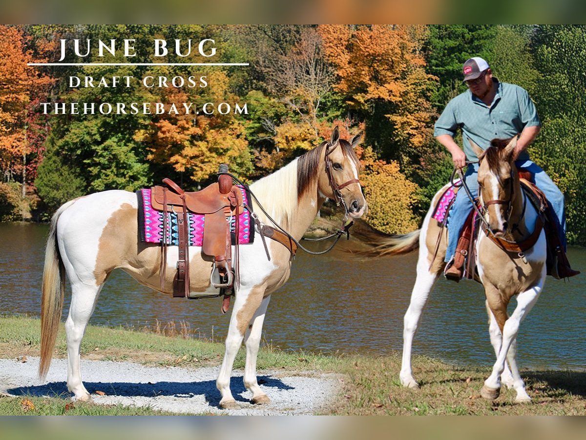 Draft Horse Giumenta 7 Anni 165 cm Tobiano-tutti i colori in Tompkinsville, KY