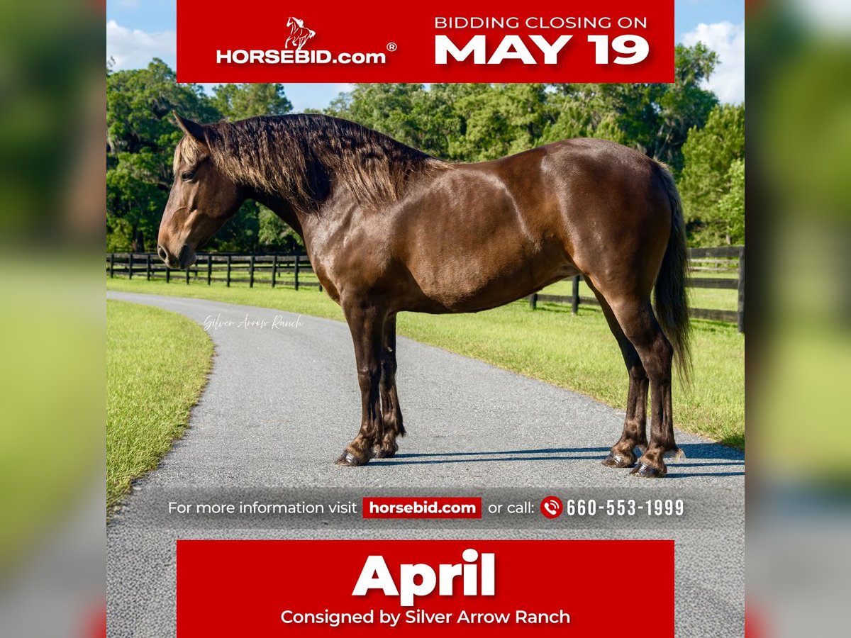 Draft Horse Mix Giumenta 9 Anni 137 cm in Morriston, FL