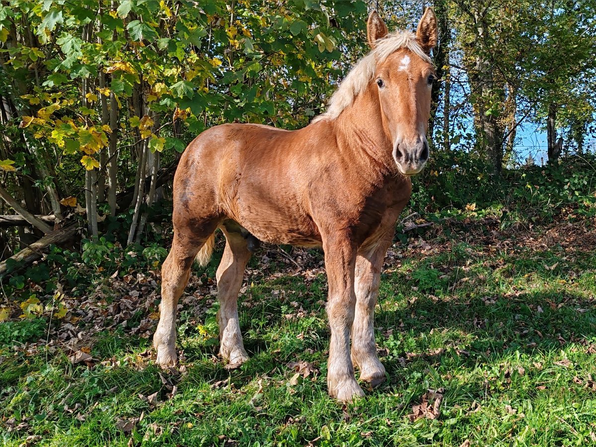 Draft Horse Hingst Föl (05/2024) fux in Mont De Vougney