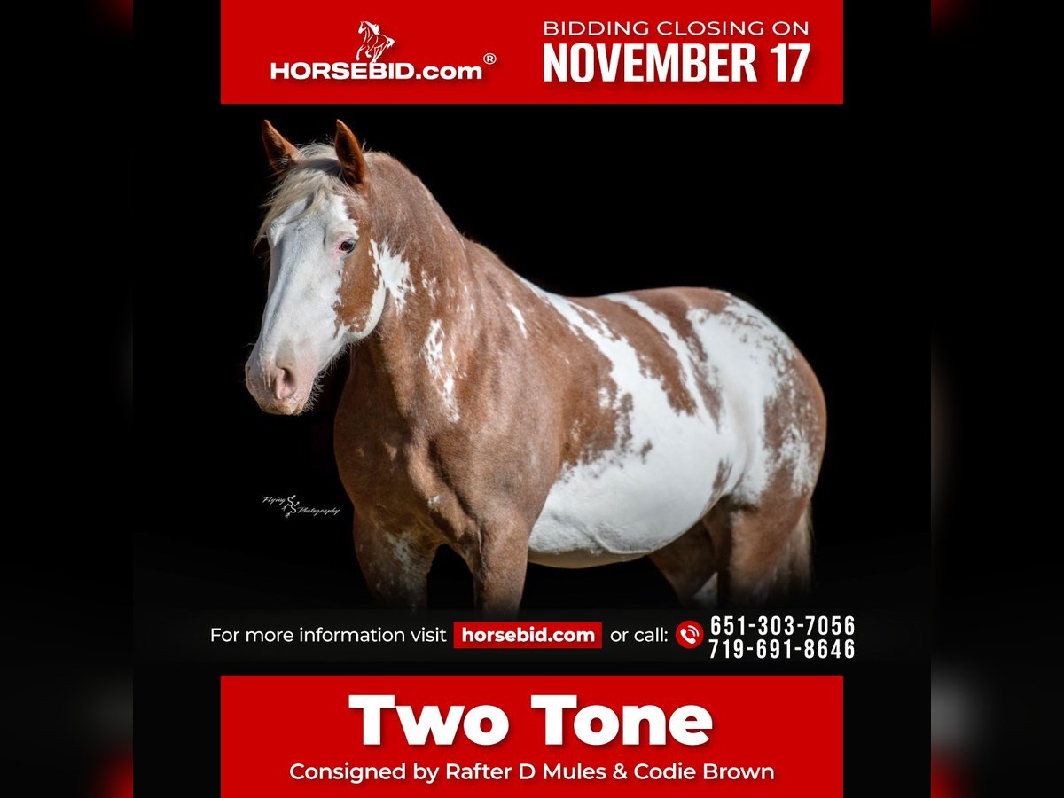 Draft Horse Mix Mare 10 years 16 hh Sabino in Hastings